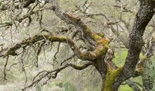 Almaden Quicksilver County Park
