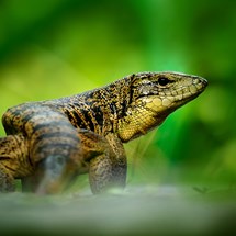 The National Reptile Zoo
