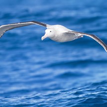Dunedin's Royal Albatross Colony