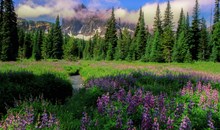 Canyon Creek Meadows
