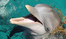 Port Of Nagoya Public Aquarium