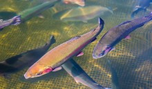 Shepherd of the Hills Fish Hatchery