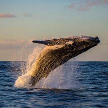Hervey Bay Whale Watch