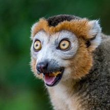 Twycross Zoo