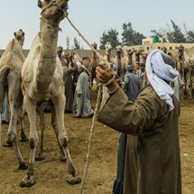 The New Camel Market