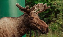 Moose Garden