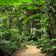 Cairns Botanic Gardens