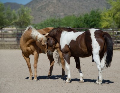 two horses in Cave Creek, az - Gene Devine/unsplash