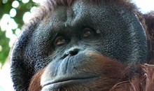 Shangri-La's Orangutan Care Project