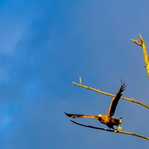 Sea eagle
