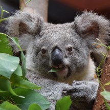 Koala Breakfast