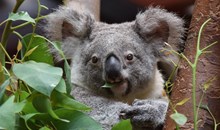 Koala Breakfast