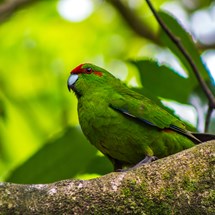Zealandia Wildlife Sanctuary