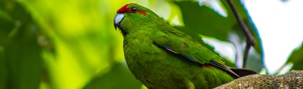 Zealandia - Karori Wildlife Sanctuary
