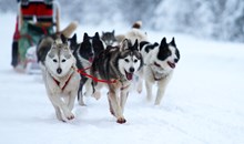 Jackson Hole's Continental Divide Dog Sled Adventures
