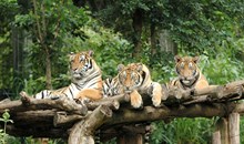 Chiang Mai Zoo