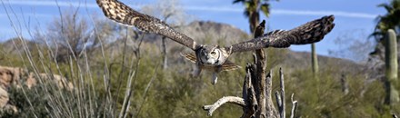 Arizona-Sonora Desert Museum