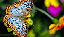 Banteay Srey Butterfly Centre