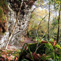 Ness Wood