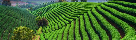 Longjing Tea Fields / 龙井茶园