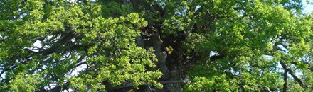 Rumskulla Oak