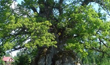 The Kvill Oak