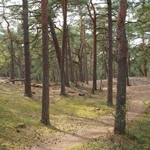 The Public Recreational Area of Kronoskogen