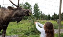 Glasriket's Moose Park