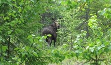 Moose Safari